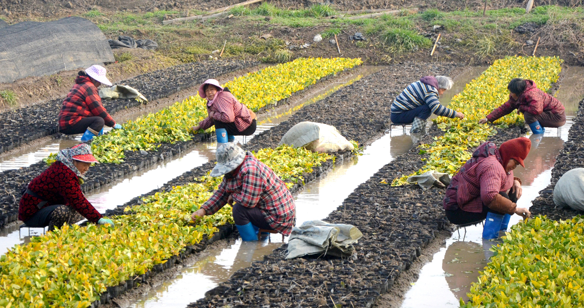 “五老”添绿助振兴 植树护美建新功