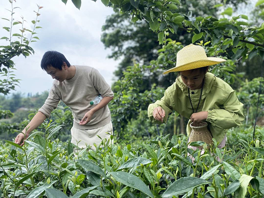 四川省泸州市江阳区关工委：背上小竹篓，青少年沉浸式体验“采茶人”