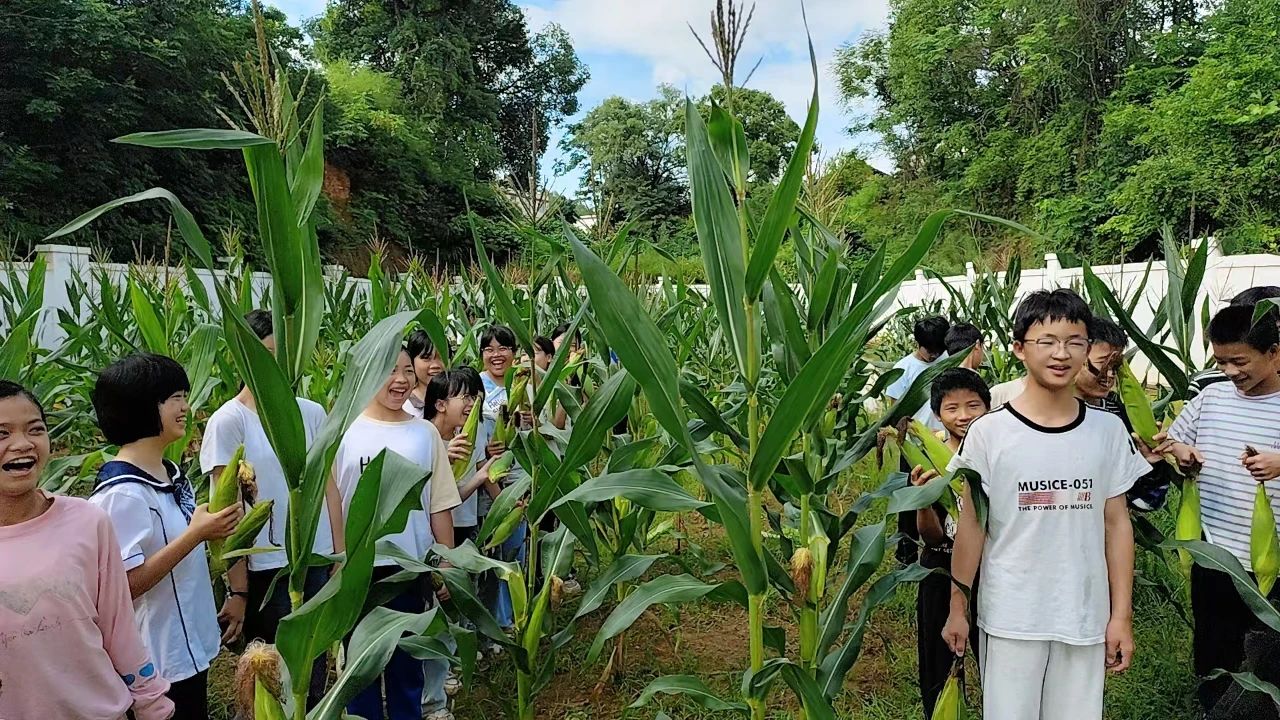 江西省赣州市于都县罗江苏坑小学关工委：责任田里玉米香 农耕文化润童心