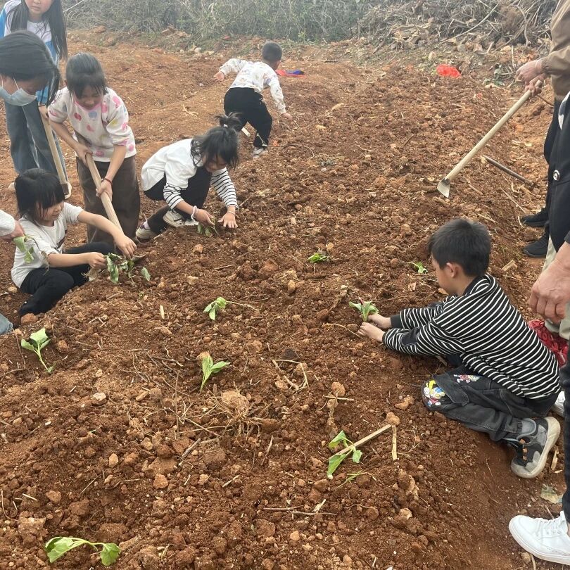 学生们在亲手锄好的地上种植作物.jpg