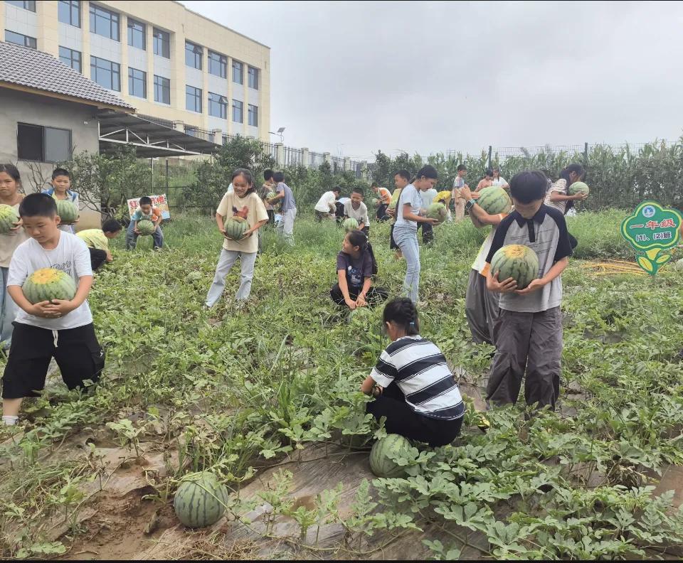 西瓜1.1.jpg
