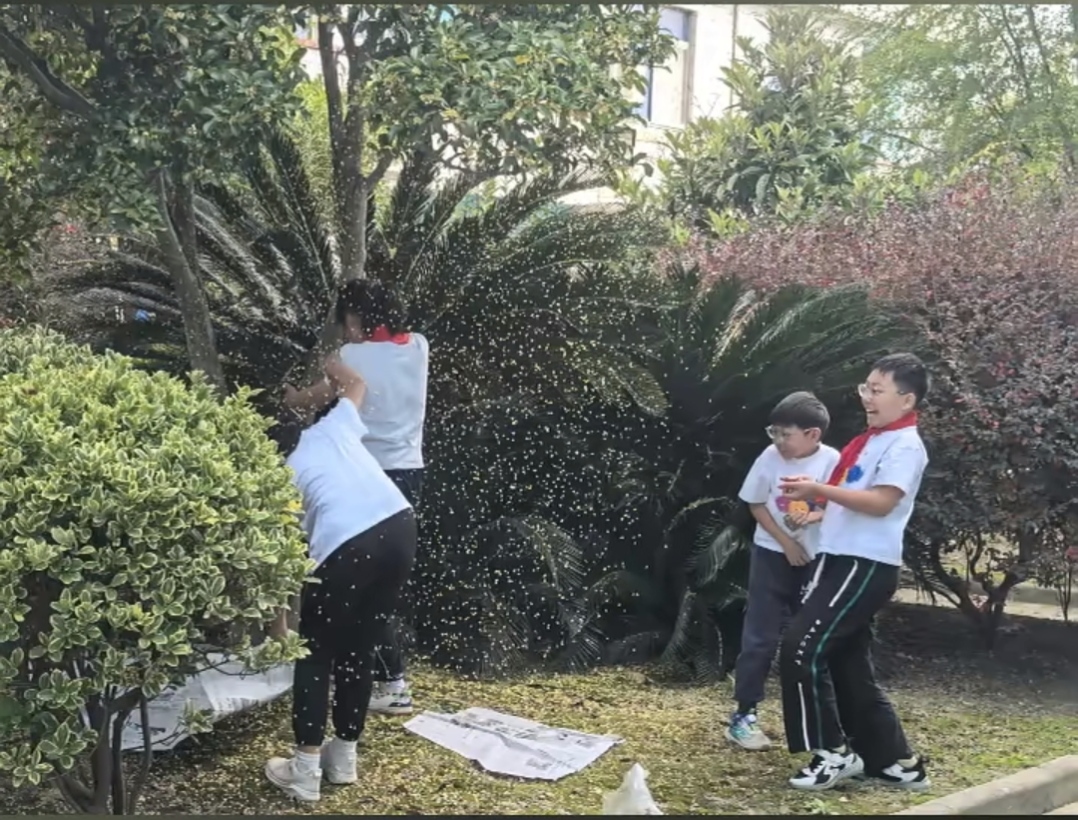 金秋桂花香 劳动促成长——江苏省南通市如东县曹埠镇开展秋日主题劳动实践活动