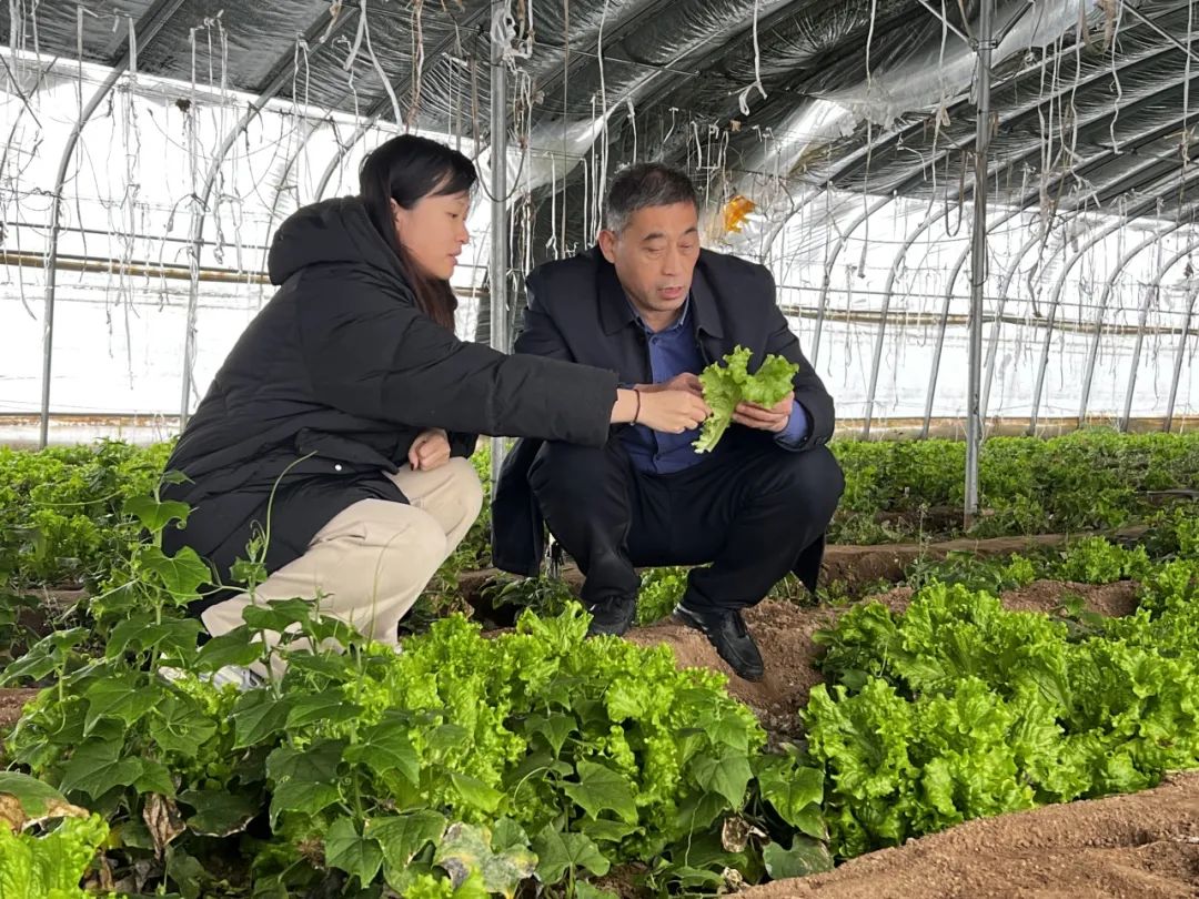 江苏省徐州市：寒潮降雪来袭，丰县农技老专家下沉一线保驾护航