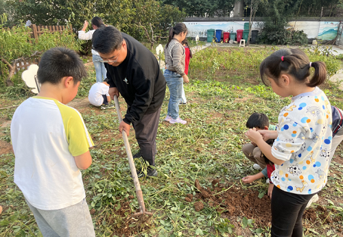 徐州市经济技术开发区徐庄镇山黄村关工委联合学校开展“陶然园”花生收获劳动课