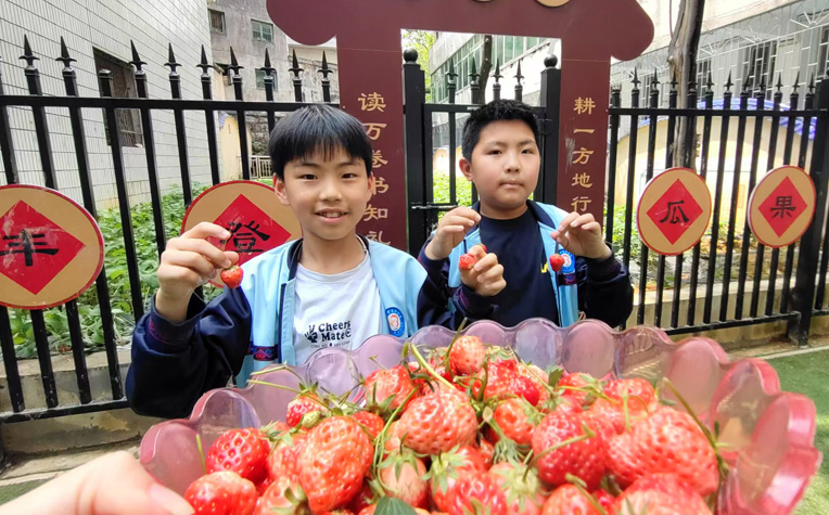 湖南省吉首市第三小学关工委：“童”育“莓”好果，劳动教育“活”起来