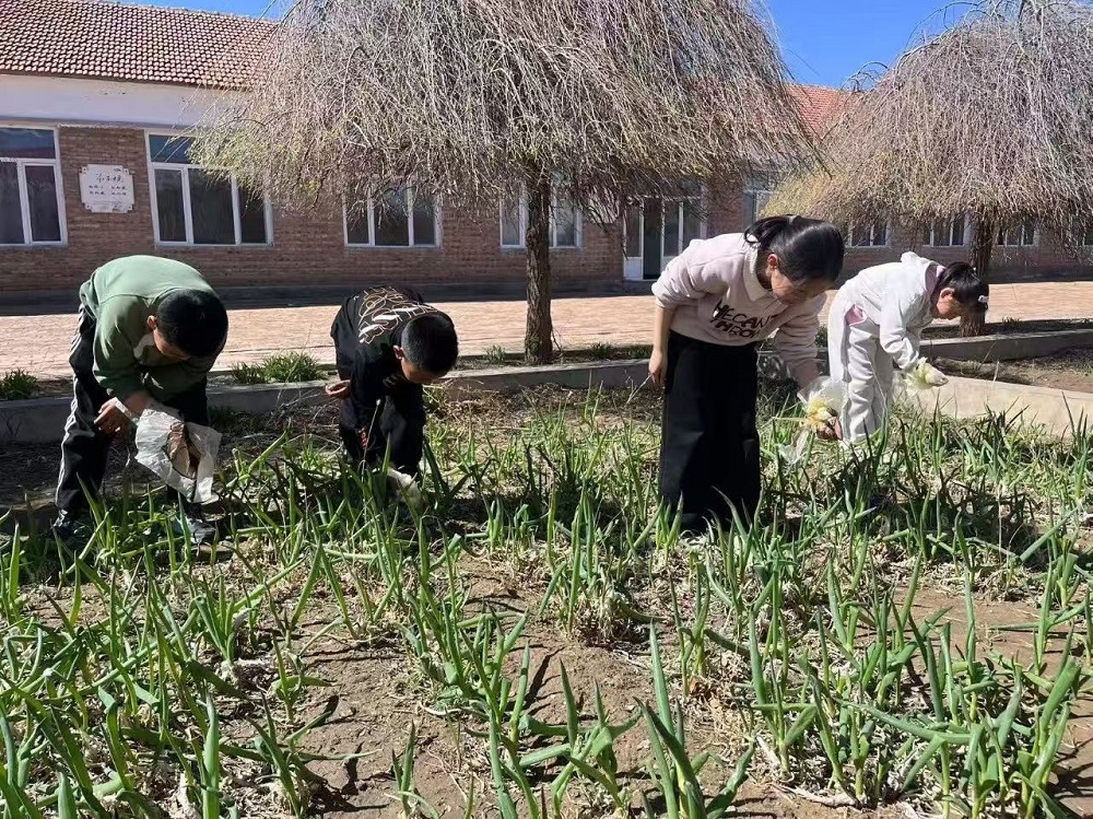 以“劳”树德 以“劳”育人——内蒙古自治区赤峰市翁牛特旗五分地镇中心小学关工委劳动教育丰富多彩