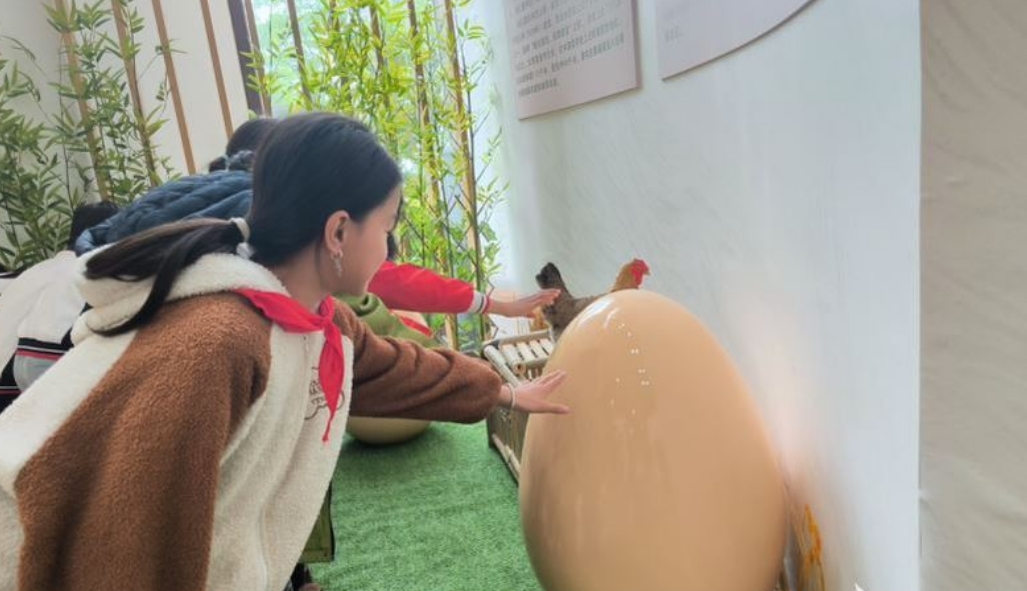 江西抚州崇仁县郭圩乡中心小学开展“啄食家乡韵 展翅向未来”崇仁麻鸡文化研学活动