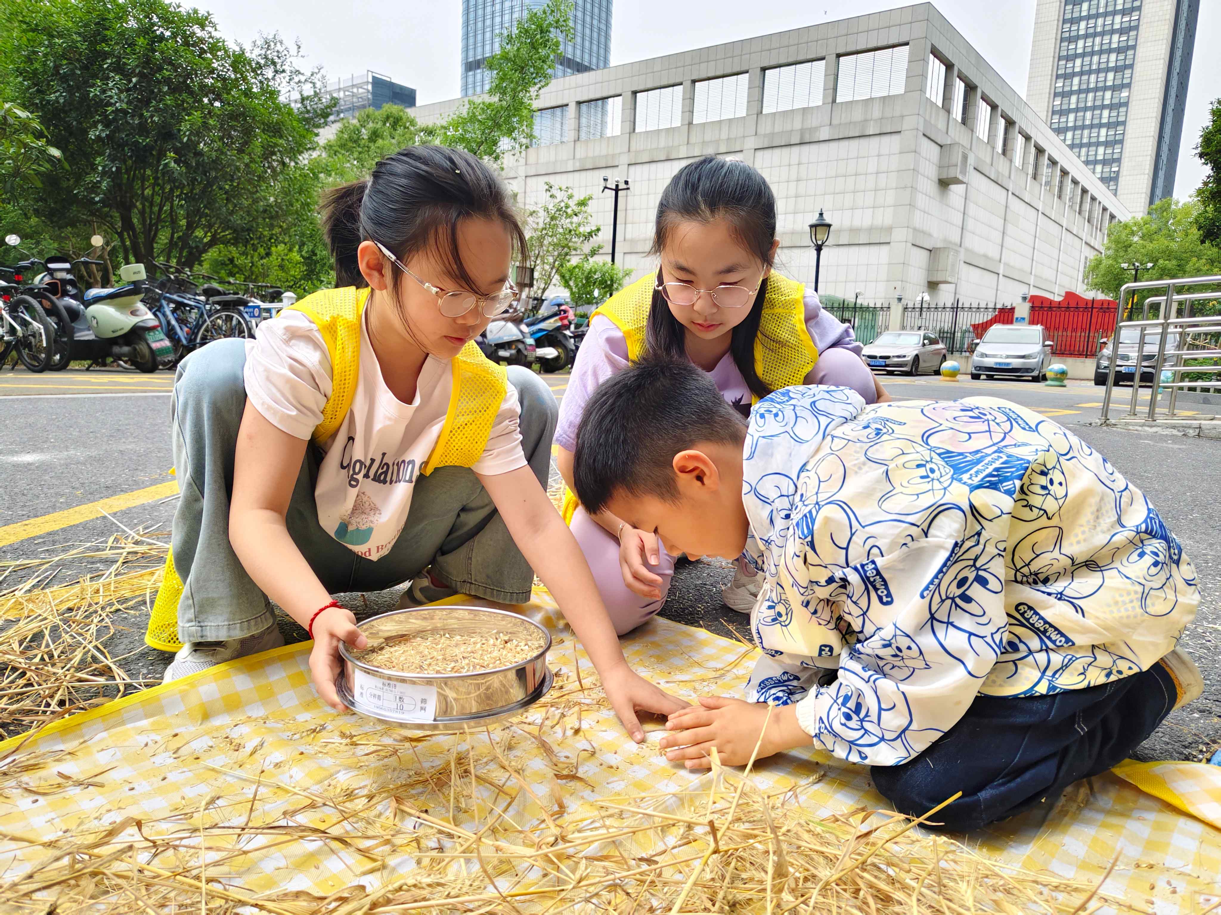 安徽省合肥市包河区滨湖世纪社区清枫居委会开展“四时有序耕岁月，童伴麦香收丰年”农耕体验活动