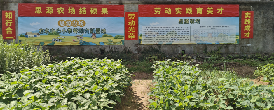 思源农场里的“甜”收获 ——赣州市会昌县右水中心小学关工委开展玉米采摘劳动实践教育活动