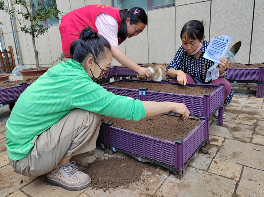 1724400633758358.jpg 元宝山区西城街道新景四季东社区“植此绿色,乐享种植“活动照片3””_副本.jpg