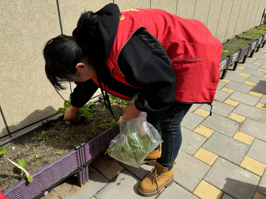 1726797039894923.jpg 元宝山区西城街道新景四季东社区关工委暖心送菜活动照片2.jpg
