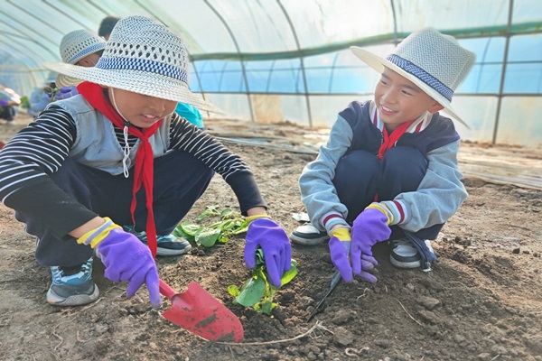 1730682244424827.jpg 震泽镇花木桥村研学走进田间 体悟农耕文化2--.jpg