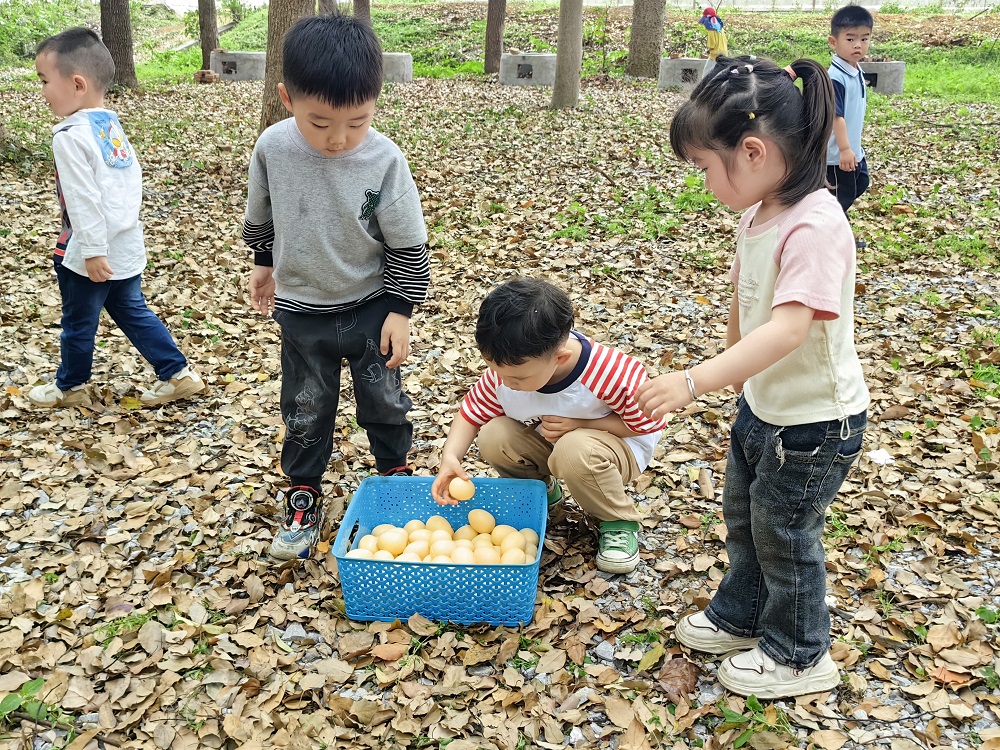 小朋友将捡拾鸡蛋放入篮中1.jpg