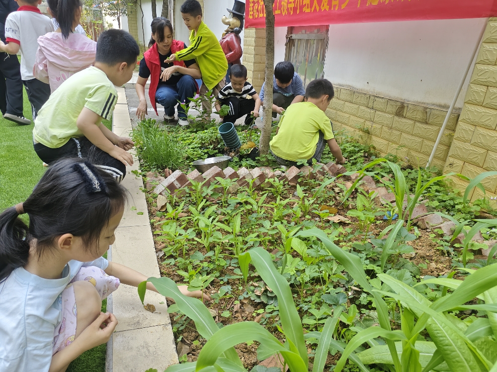 1745914465331627.jpg 清洁部的孩子在认真拔草.jpg