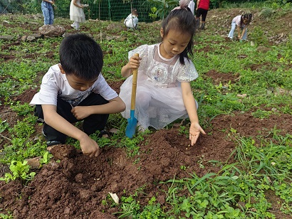 1749119564963101.jpg 幼儿播种黄豆 (2).jpg