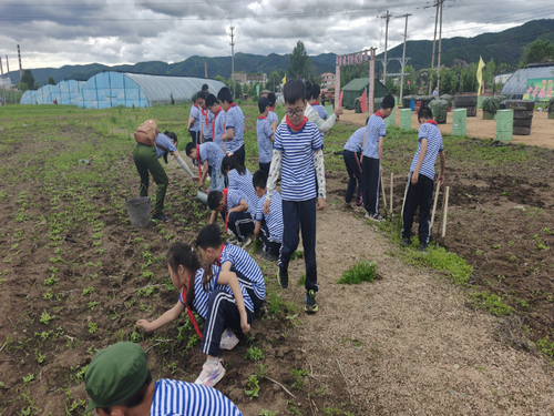新星小学研学活动3_副本.png
