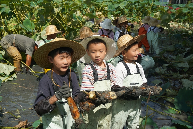 1789522668940683.jpg 吴江区八坼街道农创村:藕遇秋日 “荷”你“童”行2.jpg